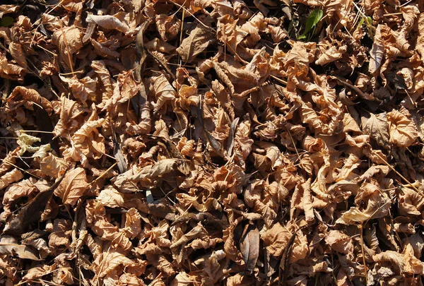 Trockene Blätter Des Buchsbaumholzes Acer Negundo Herbst Boden — Stockfoto