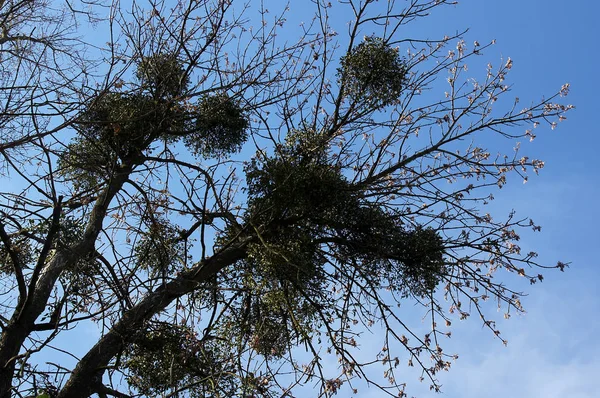 Europäische Mistel Parasitiert Auf Weidenzweigen — Stockfoto