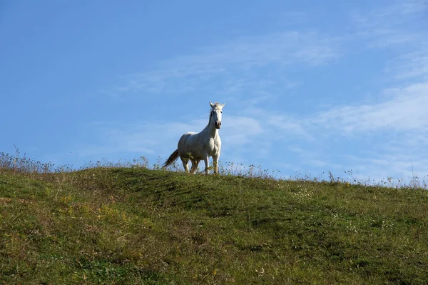 在蓝天的山上的白马 — 图库照片