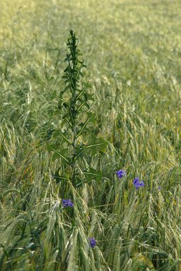 Sahada - Weeds larkspur (Consolida regalis) forking ve thistle (Cirsium arvense) sürünen Avrupa ve çiftçiler için ciddi bir sorun en sık otlar arasındadır