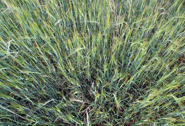 Barley Spikes Field Beginning Summer — Stock Photo, Image