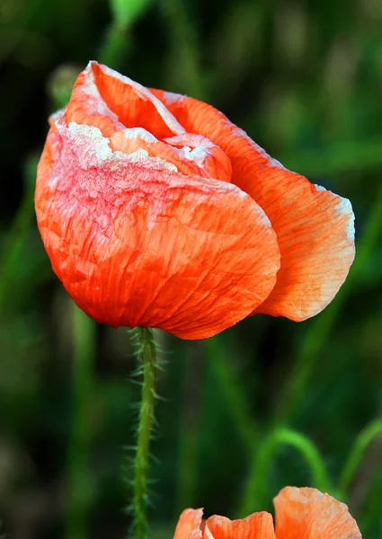 Die Roten Mohnblüten Papaver Argemone Haben Sehr Zarte Blätter — Stockfoto