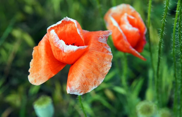 Red Poppy Flowers Papaver Argemone Have Very Delicate Petals — Stock Photo, Image