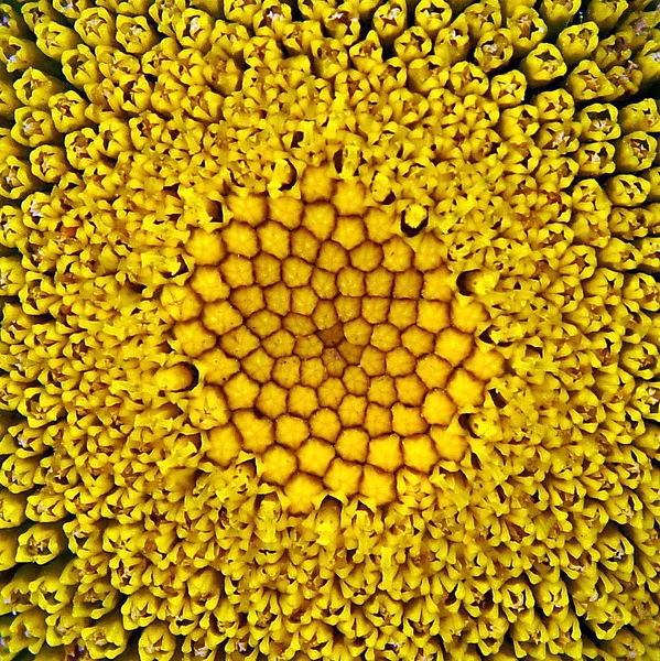 Sarı Çekirdek Papatya Çiçek Yakın Arka Plan Olarak — Stok fotoğraf