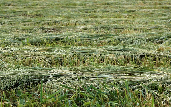 夏のフィールドに刈った麦 — ストック写真
