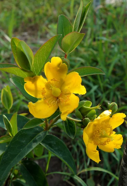 Erva São João Goldencup Hypericum Patulum Jardim — Fotografia de Stock