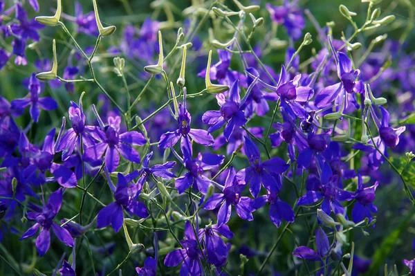 Flores Alondra Tenedor Consolida Regalis Como Fondo Natural — Foto de Stock