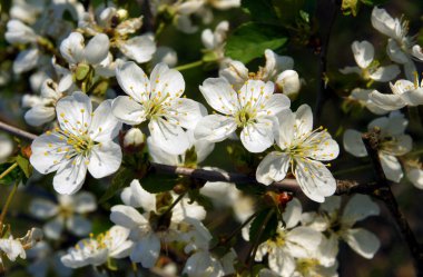 Güzel beyaz çiçekler bahar doğal bir arka plan olarak kiraz