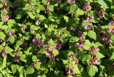 Kırmızı ölü-ısırgan veya mor ölü-ısırgan olarak bilinen Lamium purpureum otsu bir bitki olduğunu