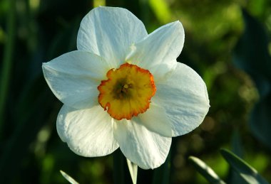 İlkbaharda taze beyaz nergis çiçek