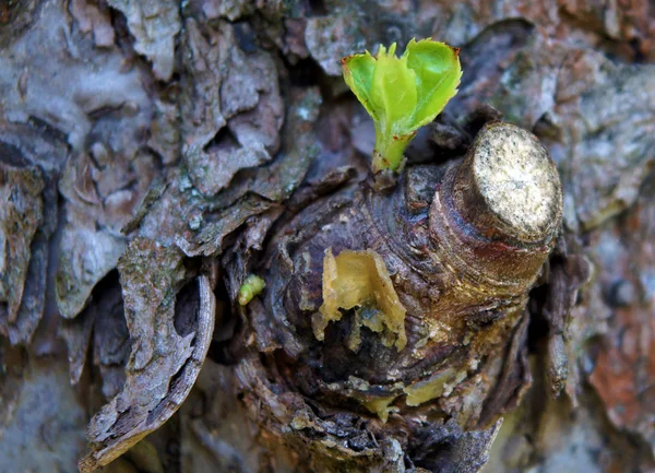 Taze Bahar Dalları Kırparak Budama Aradıktan Sonra Genç Ağaç Üzerinde — Stok fotoğraf