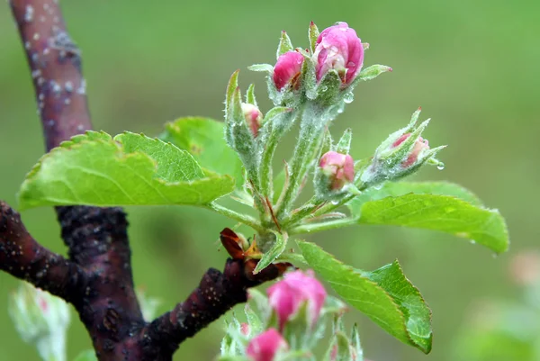 Свіжі Біло Рожеві Яблучні Квіти Після Весняного Дощу Природний Фон — стокове фото