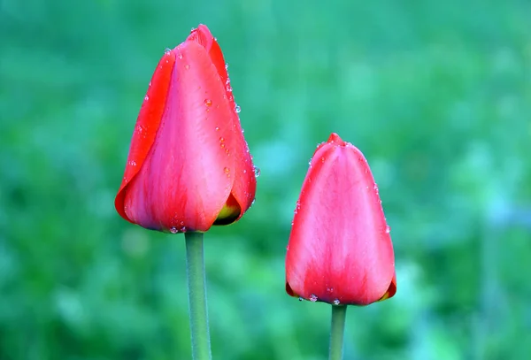 Gotas Água Tulipas Vermelhas Após Chuva — Fotografia de Stock