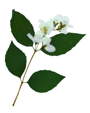 Sulak Philadelphus