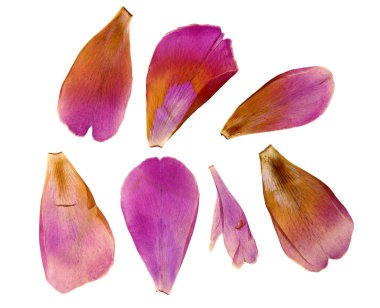 Sulak şakayık yaprakları