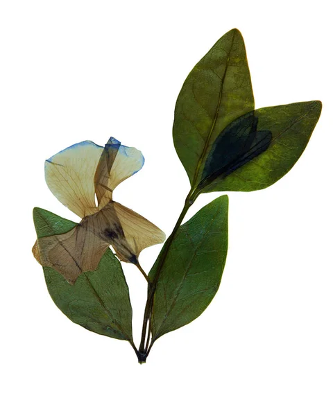 Vinca w herbarium — Zdjęcie stockowe