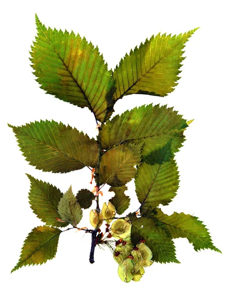 Ulmus minor im Herbarium — Stockfoto