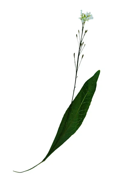 Capsella bursa-pastoris en herbario —  Fotos de Stock