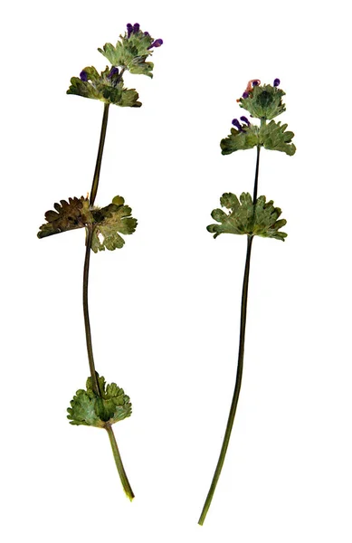 Lamium amplexicaule en herbario —  Fotos de Stock