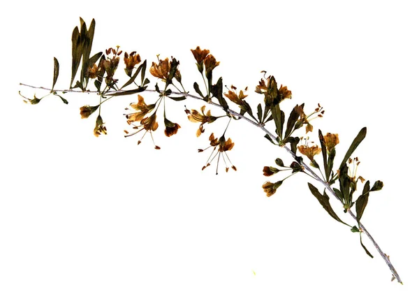 Lycium barbarum in herbarium — Stok fotoğraf