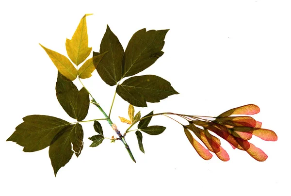 Acer negundo i herbarium — Stockfoto