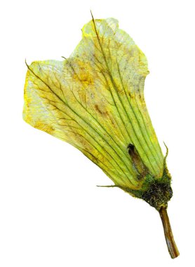 Scrapbooking, floristik (oshibana) veya sulak kullanmak üzere beyaz arka plan üzerinde izole preslenmiş ve kurutulmuş çiçek kabak (Cucurbita pepo)