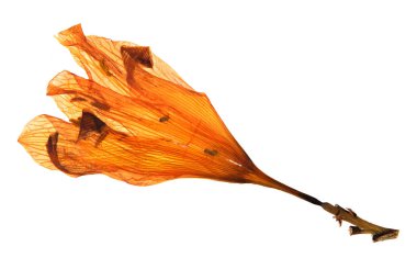 Scrapbooking, floristik (oshibana) veya sulak kullanmak üzere beyaz arka plan üzerinde izole daylily (Hemerocallis fulva) preslenmiş ve kurutulmuş çiçek