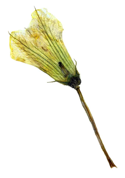 Préselt Szárított Virág Tök Cucurbita Pepo Elszigetelt Fehér Background Használható — Stock Fotó