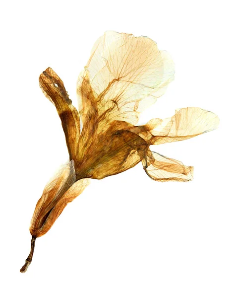 Pressed Dried Flower Iris Isolated White Background Use Scrapbooking Floristry — Stock Photo, Image