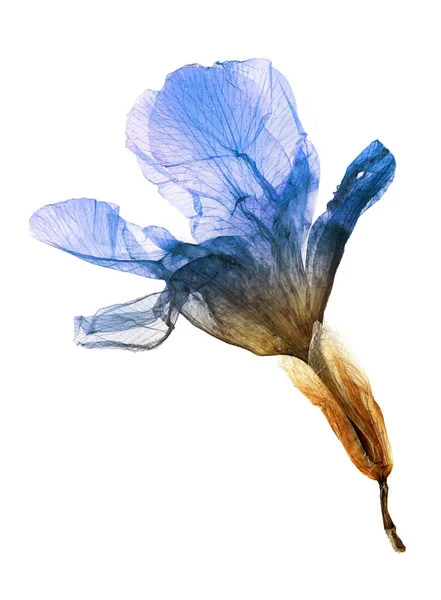 Pressed Dried Flower Iris Isolated White Background Use Scrapbooking Floristry — Stock Photo, Image