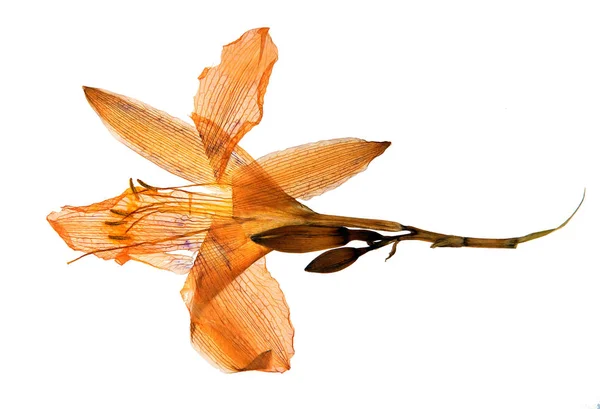 Выдавленный Высушенный Цветок Daylily Hemerocus Fulva Изолированный Белом Фоне Использования — стоковое фото