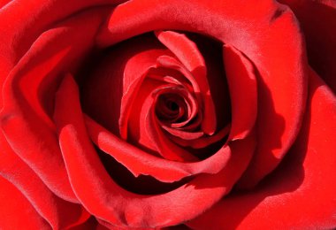 Çiçek arka plan veya desen olarak güzel taze kırmızı gül