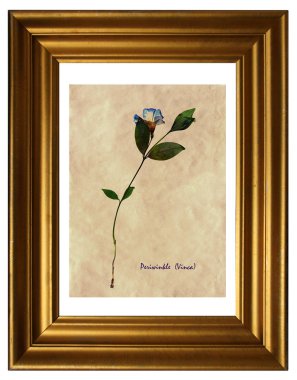 Sulak kimden preslenmiş ve çerçeve Cezayir menekşesi (Vinca) kurutulmuş