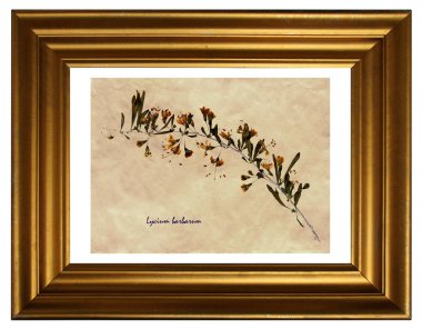 Sulak kimden preslenmiş ve Çin wolfberry (Lycium barbarum) çerçeve içinde çiçek kurutulmuş