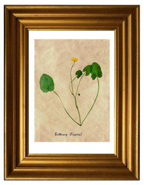 İncir düğün çiçeği (Ficaria) çerçeve içinde preslenmiş ve kurutulmuş çiçeklerin üzerinden sulak