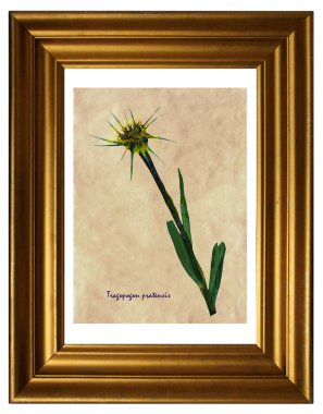 Çayır salsify (Tragopogon pratensis) çerçeve içinde preslenmiş ve kurutulmuş çiçeklerin üzerinden sulak