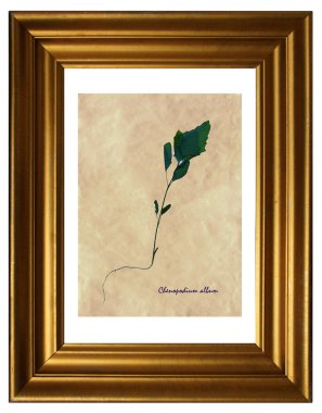 Kaz ayağı (Chenopodium albüm) çerçevesinde, sulak preslenmiş ve kurutulmuş yaprakları