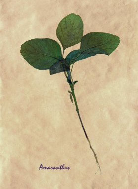 Sulak Amaranthus preslenmiş ve kurutulmuş yaprakları Latin alt simge ile antika kahverengi kraft kağıt üzerinde gelen