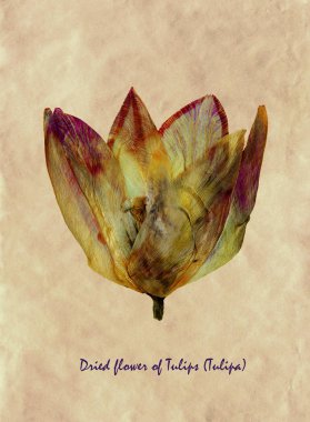 Sulak kimden preslenmiş ve laleler (Tulipa) çiçek Latin alt simge ile antika kahverengi kraft kağıt üzerinde kurutulmuş