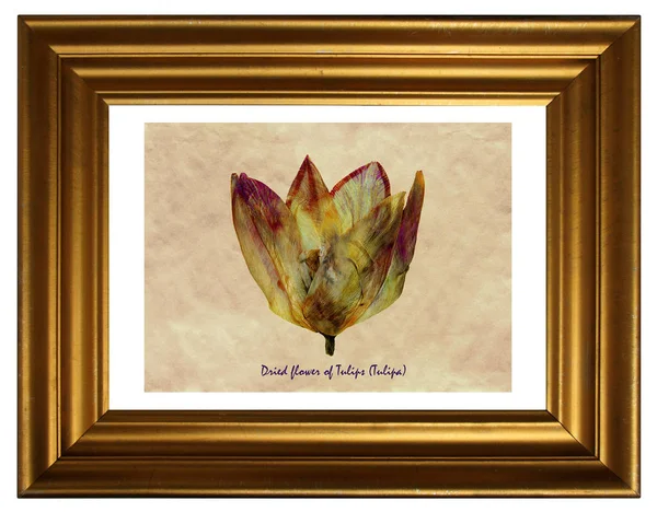 从压迫和干的郁金香花 郁金香 的植物标本室在框架 — 图库照片