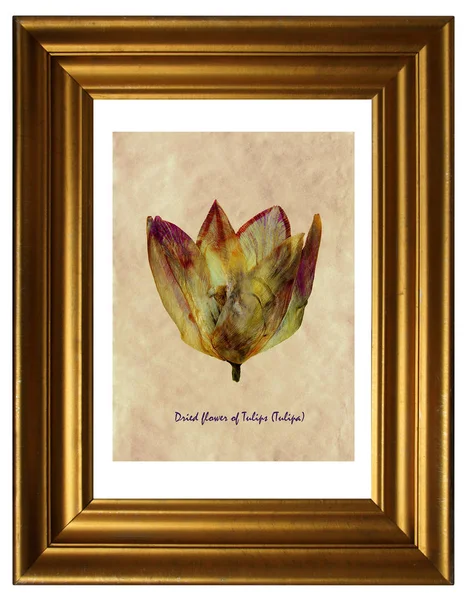 植物标本馆的郁金香 — 图库照片