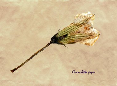 Sulak kimden preslenmiş ve kabak çiçeği Latince alt simge Cucurbita pepo ile antika kahverengi kraft kağıt üzerinde kurutulmuş