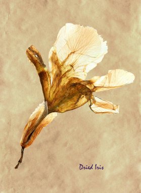 Sulak kimden preslenmiş ve Iris çiçeği Latince alt simge ile antika kahverengi kraft kağıt üzerinde kurutulmuş