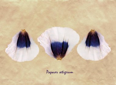 Sulak kimden preslenmiş ve gelincik yaprakları Latin alt simge haşhaş bitkisi ile antika kahverengi kraft kağıt üzerinde kurutulmuş