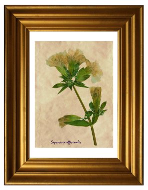 Sulak kimden preslenmiş ve soapwort çerçeve içinde çiçek kurutulmuş