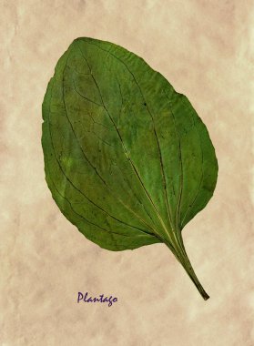 Antika kahverengi kraft kağıt ile Latin alt simge dar plantain sulak preslenmiş ve kurutulmuş yaprak