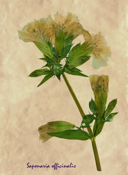 Herbier Fleur Pressée Séchée Lys Sur Papier Artisanal Brun Antique — Photo