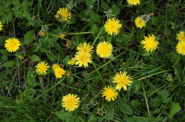 Karahindiba erken baharda taze parlak sarı çiçek
