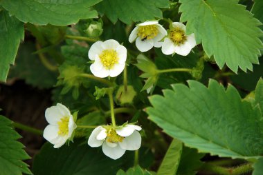 Çiçekler ve yapraklar çilek bahar