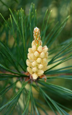 Genç yeşil sürgünler bahar çam